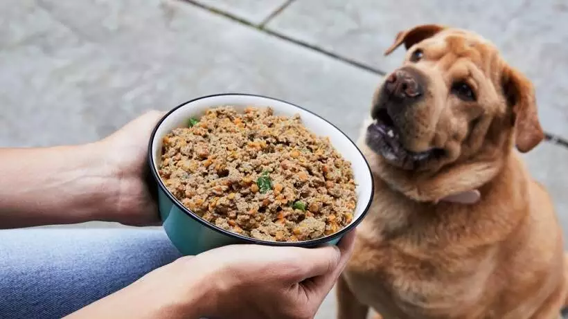 Returning Pet Food That Your Dog Doesn’t Like